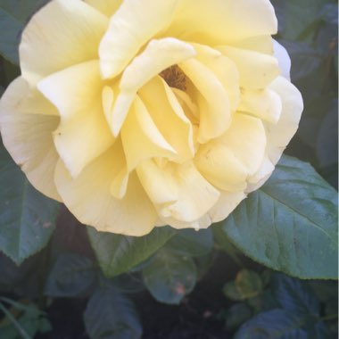 Rose (Hybrid Tea)