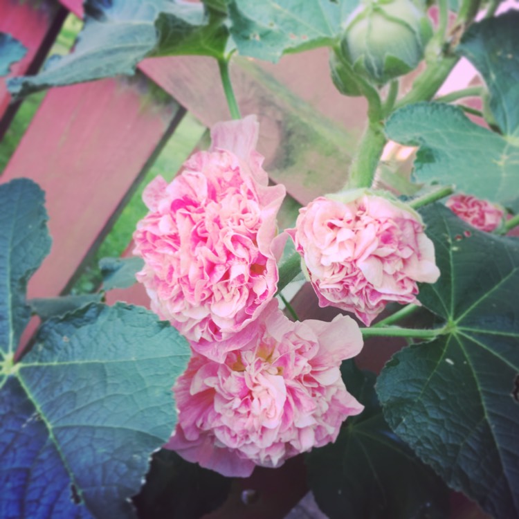 Plant image Alcea rosea 'Chater's Double Group Icicle'