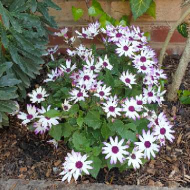 African Daisy