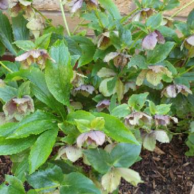 Hellebore (Species) Hybrid Hellebore