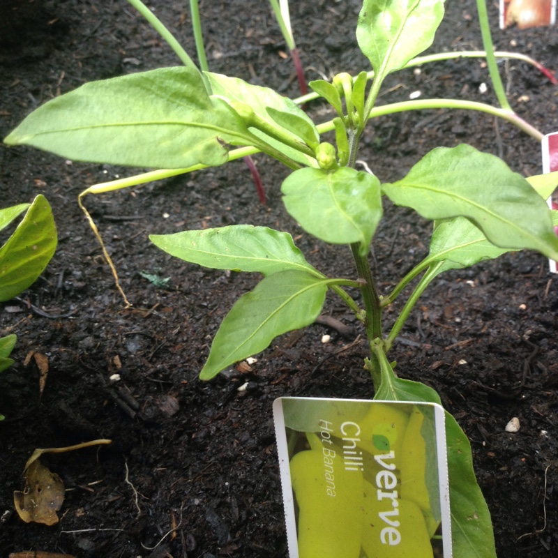 Plant image Capsicum Annuum 'Hungarian Wax'