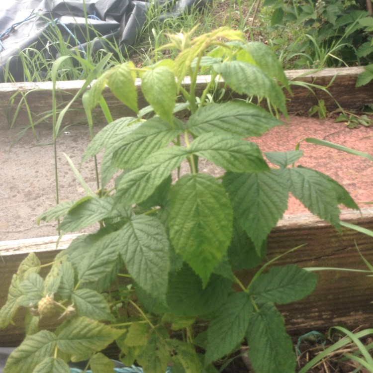 Plant image Rubus Idaeus 'All Gold'