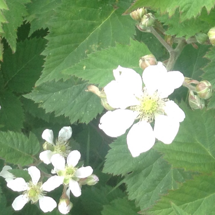 Plant image Rubus x loganobaccus