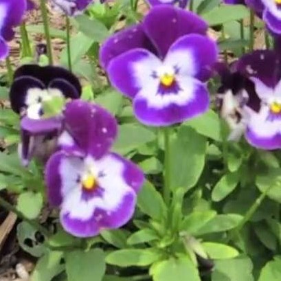 Plant image Viola cornuta 'Midnight Glow'