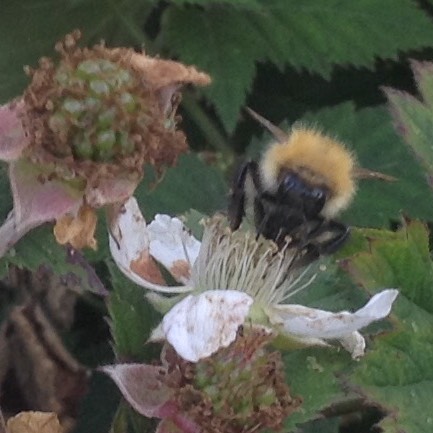 Plant image Rubus fruticosus 'Oregon Thornless'