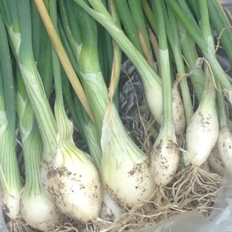 Plant image Allium fistulosum 'Ishikura'