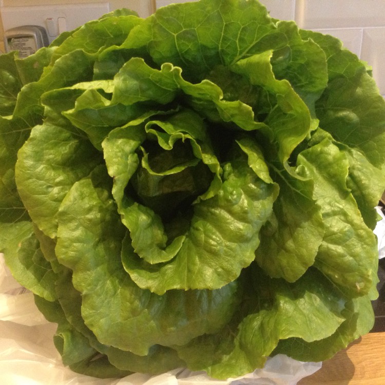 Plant image Lactuca Sativa var Longifolia 'Ovired'