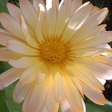 Pot Marigold