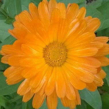 Pot Marigold