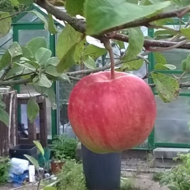 Apple 'Gala'