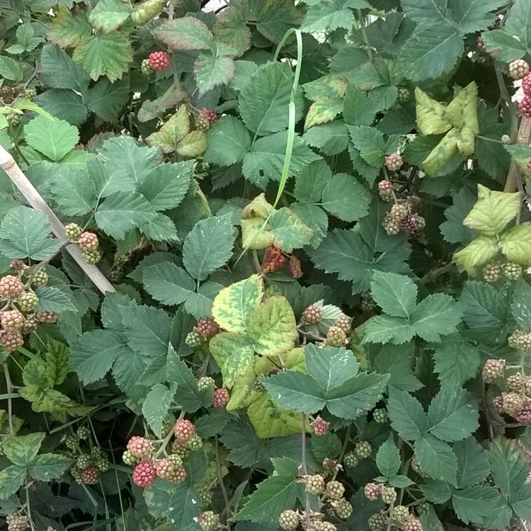 Plant image Rubus fruticosus 'Oregon Thornless'