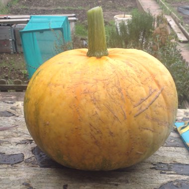 Jack O'Lantern Pumpkin