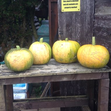 Jack O'Lantern Pumpkin