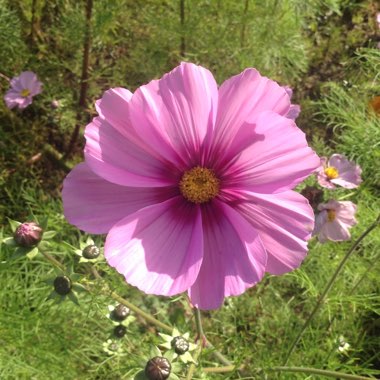 Cosmea