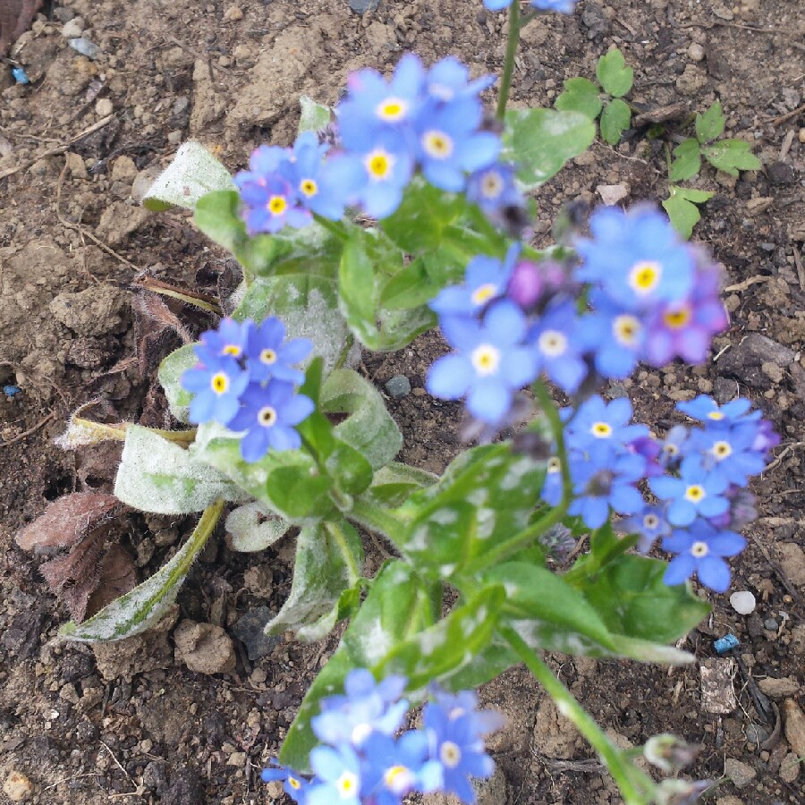 Forget-me-not 'Blue Bird'