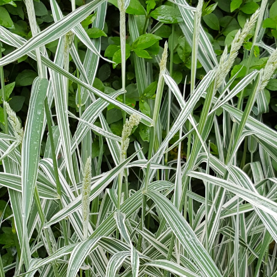 SIlver Grass 'Zebrinus'