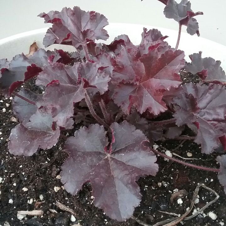 Plant image Heuchera 'Melting Fire'