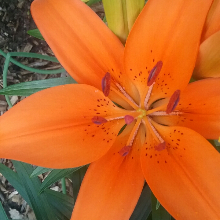 Plant image Lilium 'Orange Pixie'