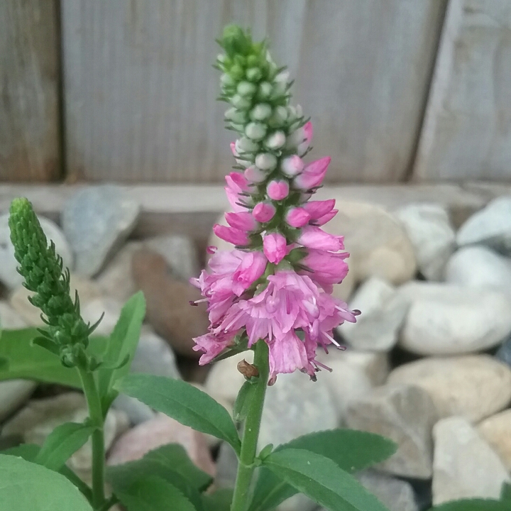 Plant image Veronica longifolia 'Alllove' syn. Veronica longifolia 'First Love'