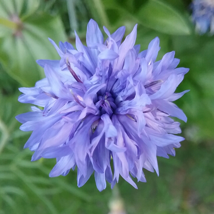 Plant image Centaurea cyanus 'Double Blue'.