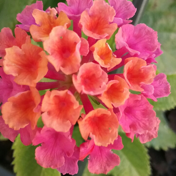 Plant image Lantana camara 'Bante Cheriasun' (Bandana Series) syn. Lantana 'Bandana Cherry Sunrise'