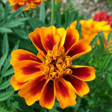 Tagetes