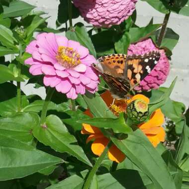 Zinnia elegans