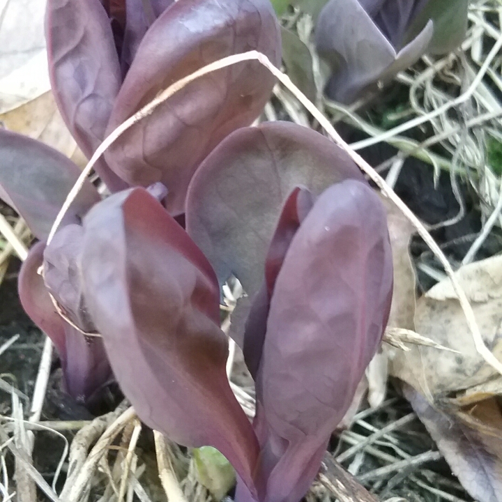 Plant image Mertensia virginica syn. Mertensia pulmonarioides