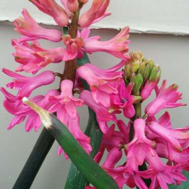 Hyacinthus orientalis 'Jan Bos'