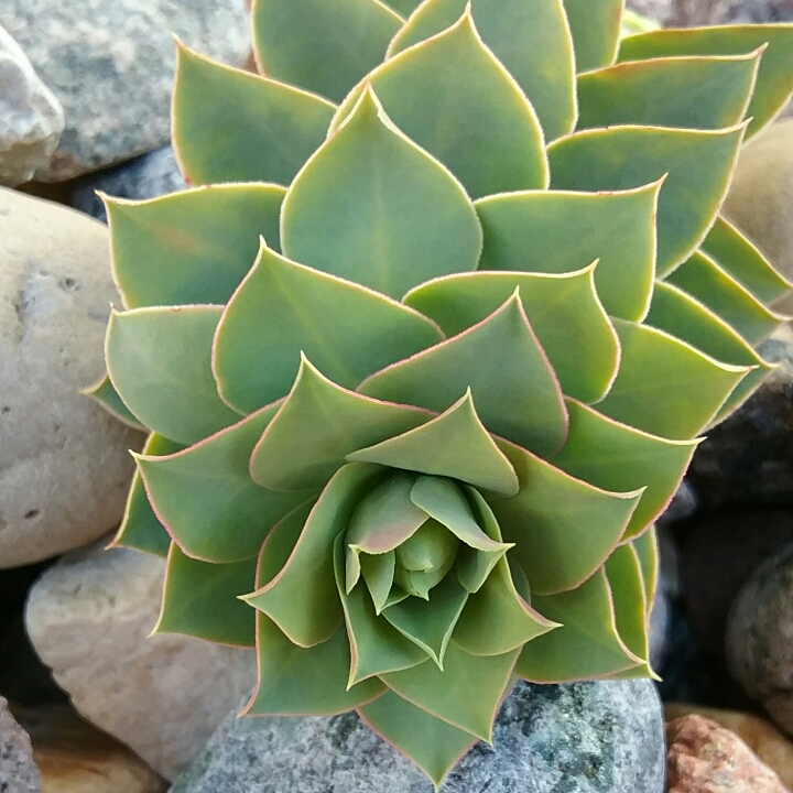 Plant image Euphorbia myrsinites