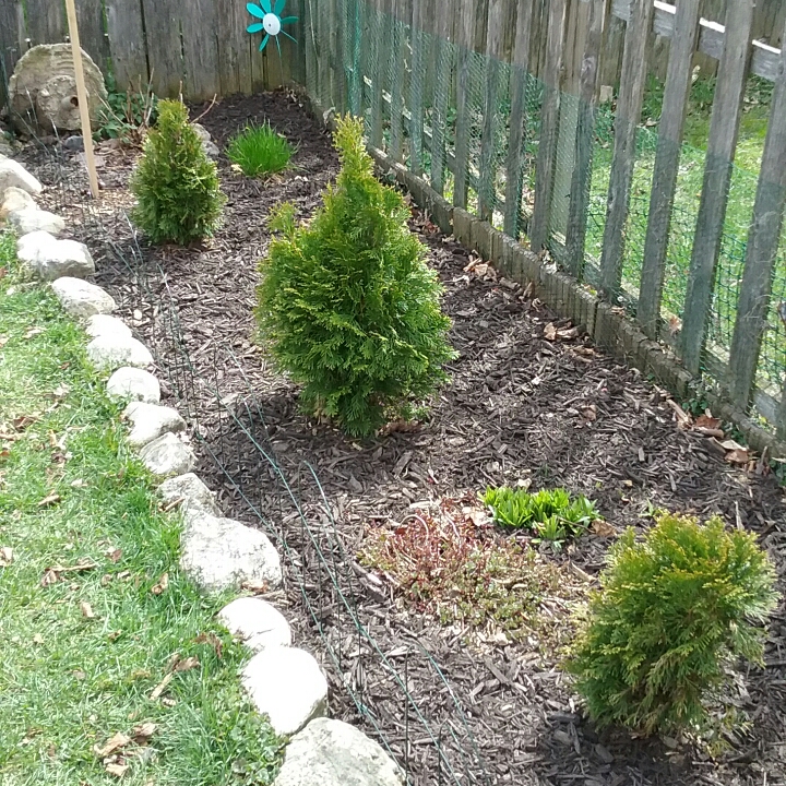 Plant image Thuja occidentalis 'Emerald Green'