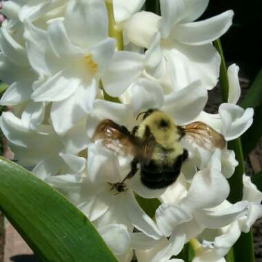 Hyacinthus orientalis