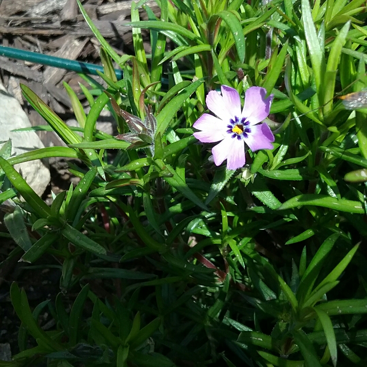 Plant image Phlox subulata 'Purple Beauty'