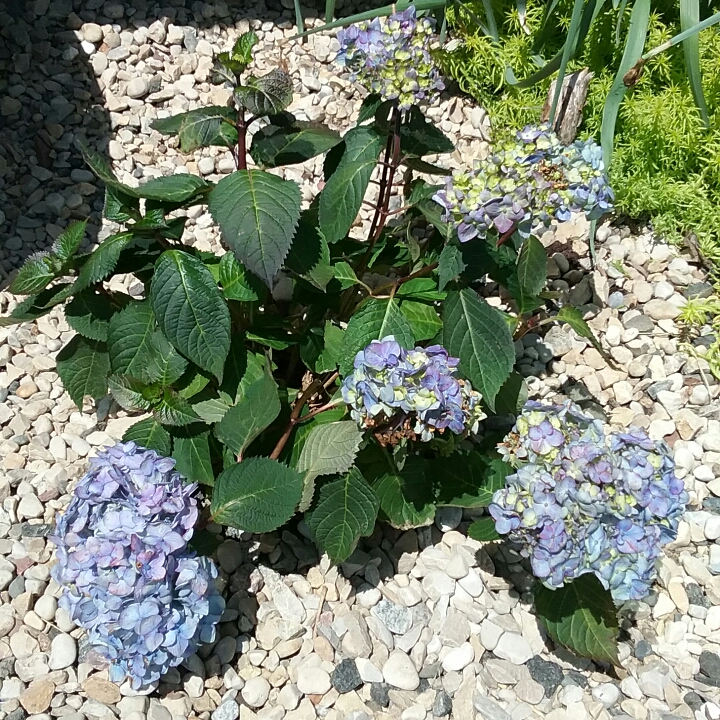 plant image 1307992