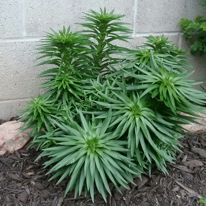 plant image 1310100