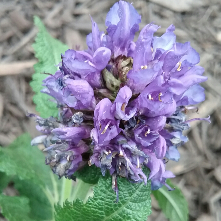 Plant image Salvia x sylvestris 'Balsalarv' syn. Salvia x sylvestris 'Blue Marvel', Salvia nemorosa 'Blue Marvel'