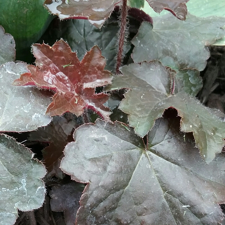 Plant image Heuchera 'Melting Fire'