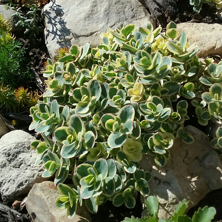 Plant image Hylotelephium Cauticola