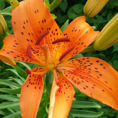 Lilium lancifolium