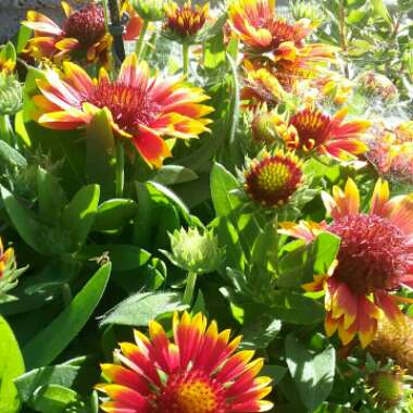 Gaillardia x grandiflora 'Arizona Sun' syn. Gaillardia 'Arizona Sun'