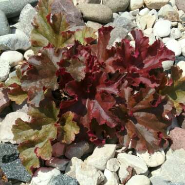 Heuchera 'Melting Fire'