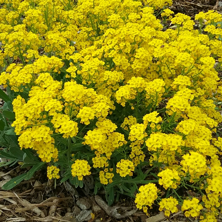 Plant image Aurinia saxatilis  syn. Alyssum saxatile