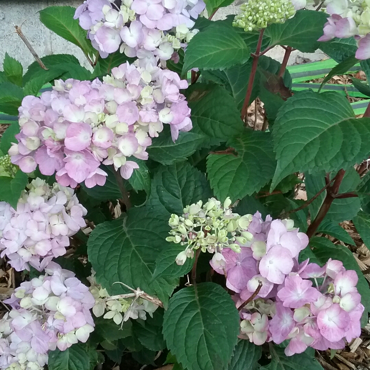 Plant image Hydrangea macrophylla 'Piihm-II' (Endless Summer Series) syn. Hydrangea macrophylla 'Bloomstruck'