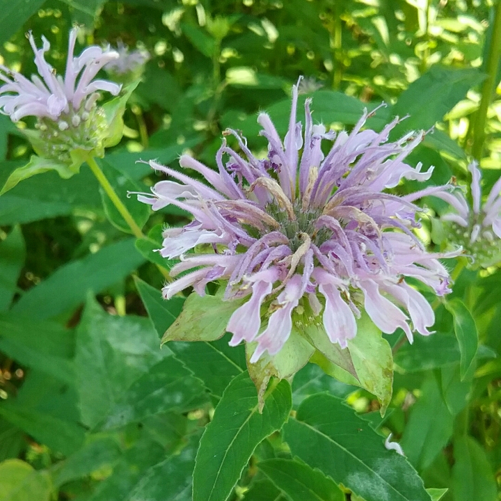 Plant image Monarda Fistulosa L.