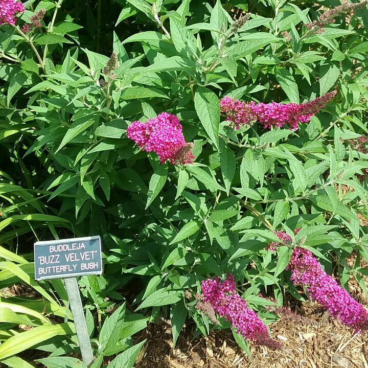 Plant image Buddleja davidii 'Tobudvelve' (Buzz Series) syn. Buddleja davidii 'Buzz Velvet'