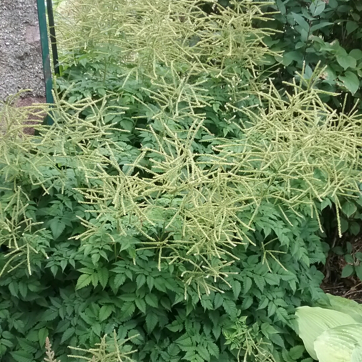 Plant image Aruncus dioicus