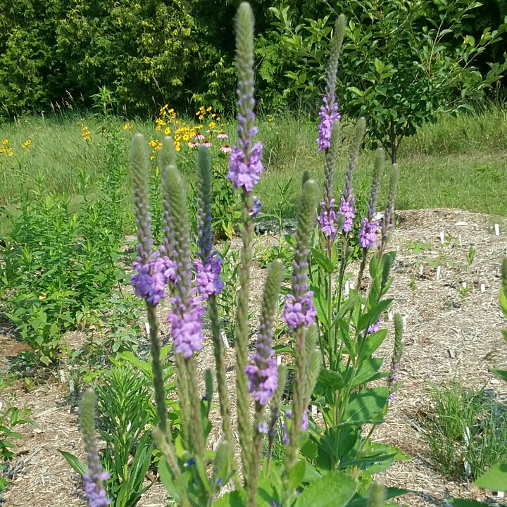 Plant image Verbena Stricta