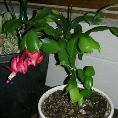 Zygocactus,Thanksgiving Cactus