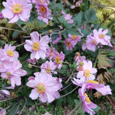 Japanese Anemone