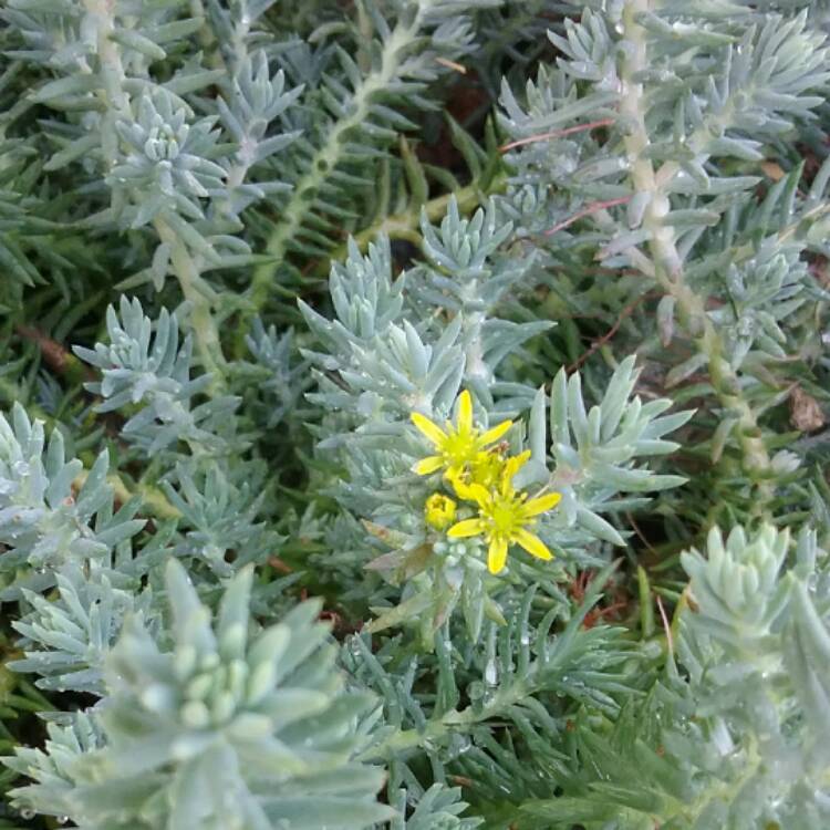 Plant image Petrosedum Rupestre Blue Spruce syn Sedum Reflexum